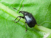 Neocoenorrhinus pauxillus