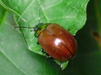 Chrysolina polita