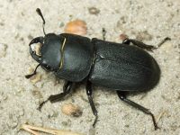 Dorcus parallelipipedus