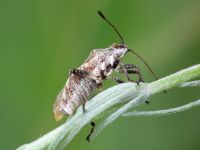 Rhopalidae