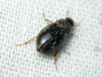 Helochares obscurus