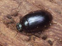 Platydema violaceum