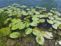Nuphar lutea