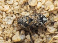 Pionosomus opacellus