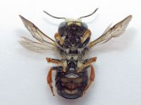 Pseudoanthidium lituratum