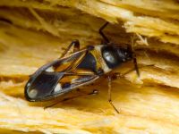 Raglius alboacuminatus