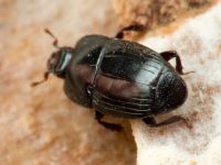 Platysoma compressum