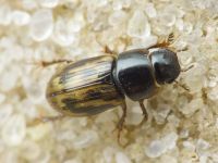 Aphodius
