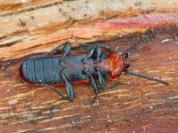 Cucujus cinnaberinus