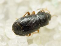 Plinthisus pusillus