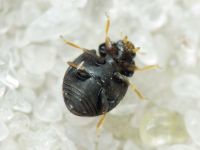 Stethorus punctillum