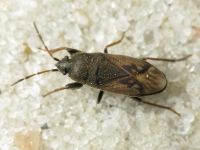 Megalonotus chiragra