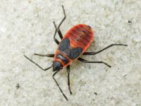Pyrrhocoris apterus
