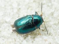 Cryptocephalus (Cryptocephalus) janthinus
