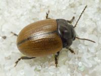 Chrysolina reitteri