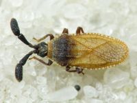 Copium teucrii