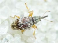 Taeniapion urticarium