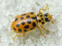 Anisosticta novemdecimpunctata