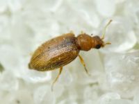 Melanophthalma