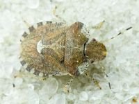 Dyroderes umbraculatus