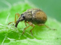 Malvapion malvae