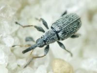 Squamapion elongatum