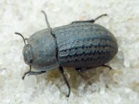 Opatrum sabulosum