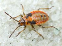 Lygaeus