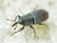 Mecinus pyraster