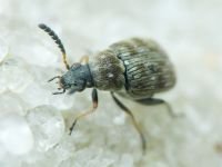 Bruchidius pusillus