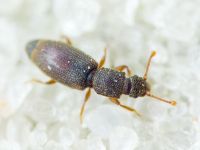 Monotoma brevicollis