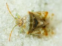 Elasmucha grisea