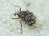 Rhinoncus bruchoides