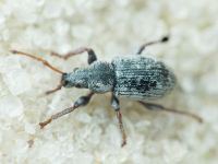 Phyllobius brevis