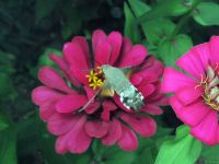 Macroglossum stellatarum