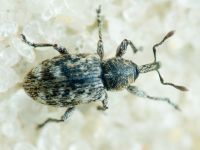 Curculionidae