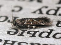 Pancalia leuwenhoekella