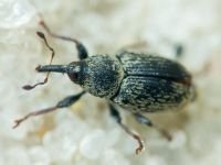 Sibinia (Sibinia) subelliptica