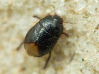 Byrsinus flavicornis