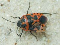 Eurydema (Rubrodorsalium) ventralis