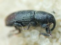 Mecinus pyraster