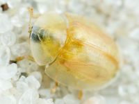 Cassidinae