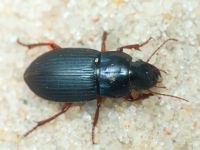 Carabidae