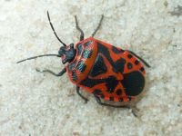 Eurydema (Rubrodorsalium) ventralis