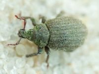 Curculionidae