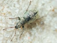 Curculionidae