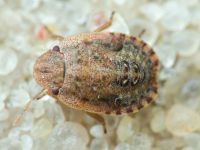 Sciocoris