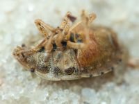 Sciocoris macrocephalus