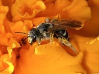 Andrena flavipes