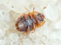 Nitidulidae